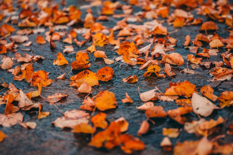 Leaves on Road | Accidents at Work